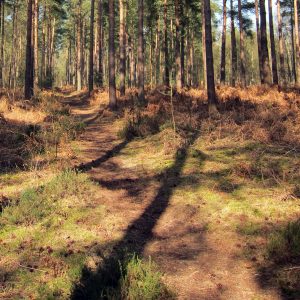 pine pathway