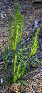 pine-seedling