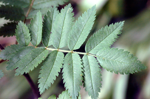 Uk Tree Leaf Identification Chart