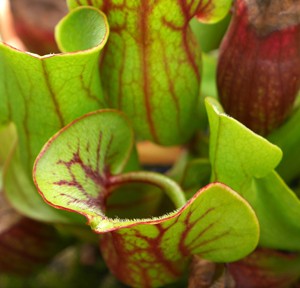 pitcher plant1a