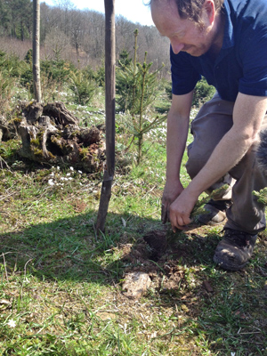 Christmas Tree plantation in the wilderness