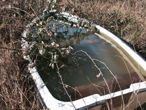 plastic boat in woodland