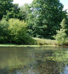 The million ponds project.