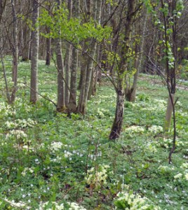 Weather effects and woodlands