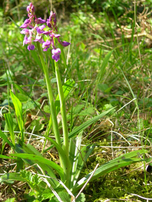purple-orchid-plant
