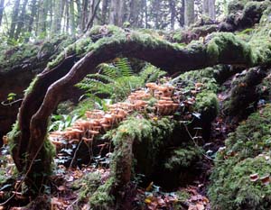 Puzzlewood