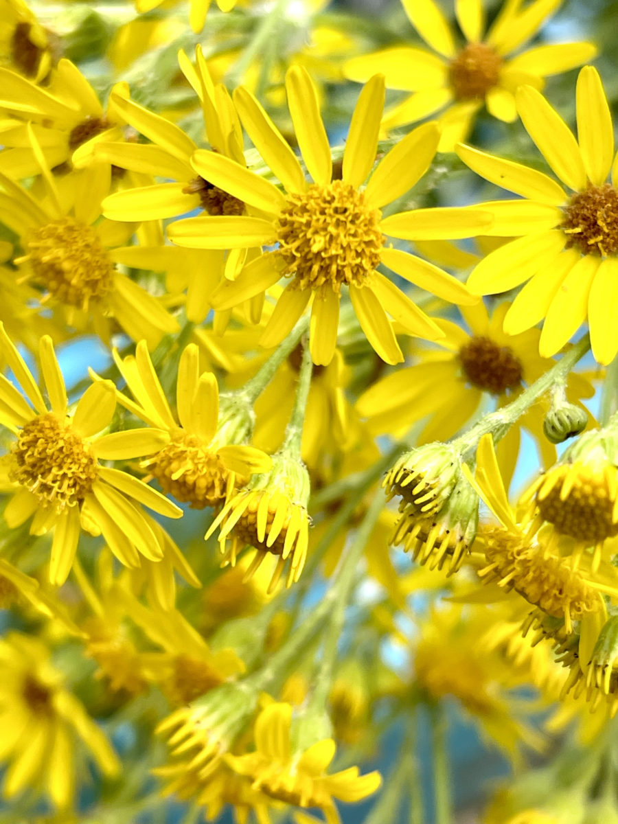 Ragwort