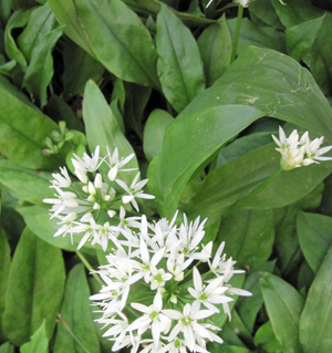 ramson-plant