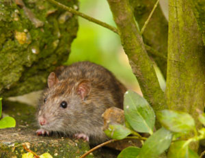 Invasive species – Rats.