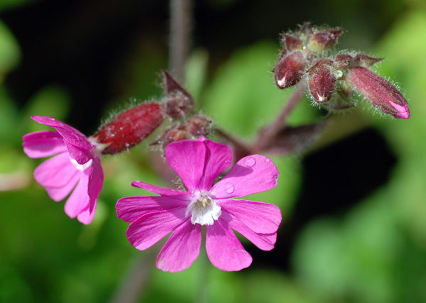 red-campion