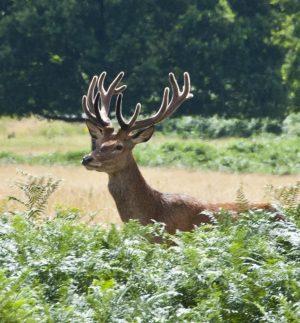 Disease in American deer - chronic wasting disease (zombie deer disease).