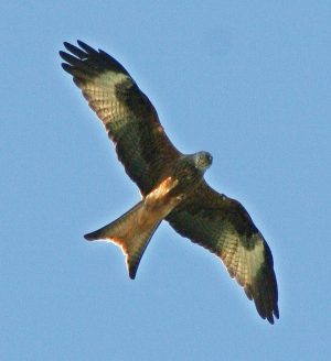 red-kite-3