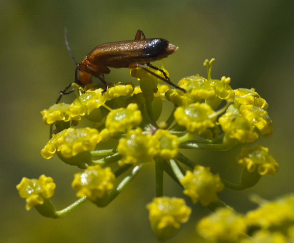 Common red soldier beetle on parsnip umbel