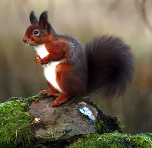 Red Squirrels