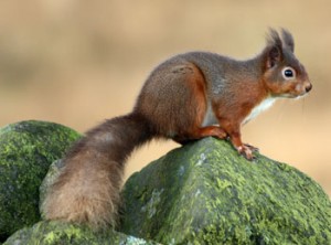 Rehoming red squirrels