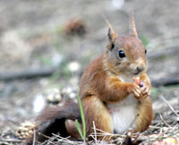 Red squirrels in Scotland.