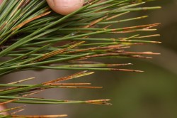 Red Band Needle Blight