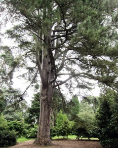 redwood 2