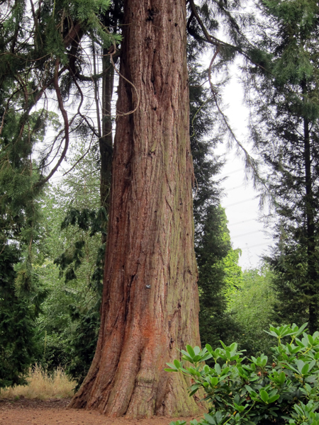 redwood tannin rich