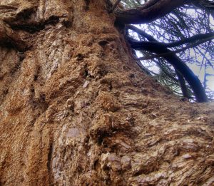 Bark, its nature and uses. - Woodlands.co.uk