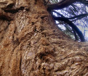 bark of redwood