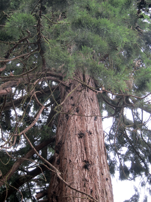 Sequoias threatened