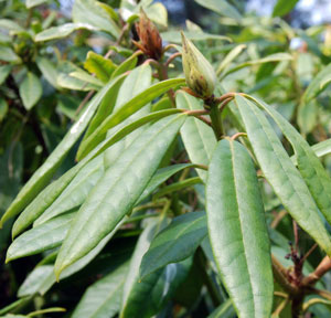 rhododendron leaves