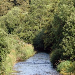 The national vegetation classification