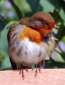 The Big Garden Birdwatch 2016.