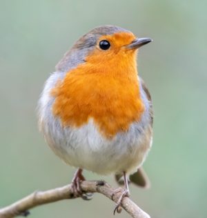 How does noise affect birds?