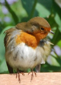 The Robin 