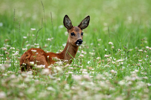 Woodland birds and deer