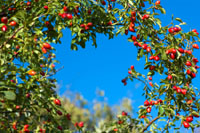 Rosehip Syrup