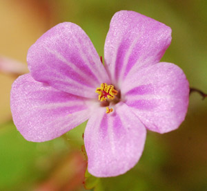 Herb Robert Flower