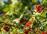 Rowanberry Jelly