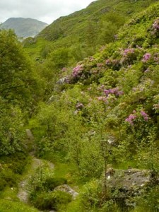 Rhododendron ponticum