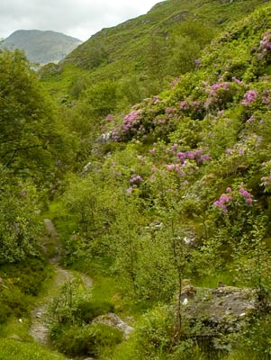 Rhododendron ponticum