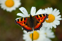 Save our Butterflies