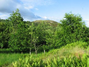 People and Woods in Scotland : a review