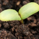 emergent seedling