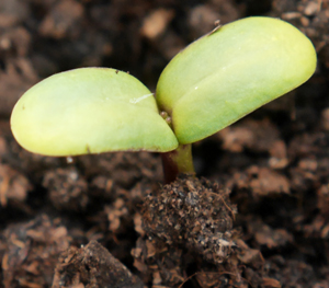 emergent seedling