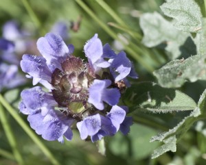 self heal