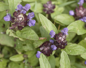 selfheal plant