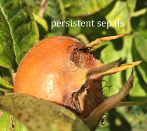 sepals-medlar-fruit