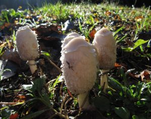 The Monthly Mushroom – The Shaggy Inkcap
