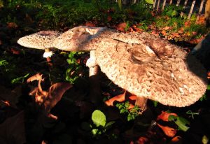 Monthly Mushroom: The Parasol Mushroom (Macrolepiota procera)