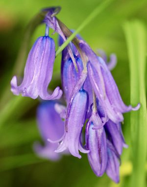 Native bluebells - not at risk of extinction