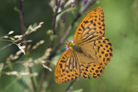 Butterflies and Woodlands