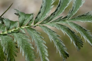 silverweed