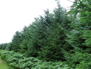 Sitka Spruce Surprises